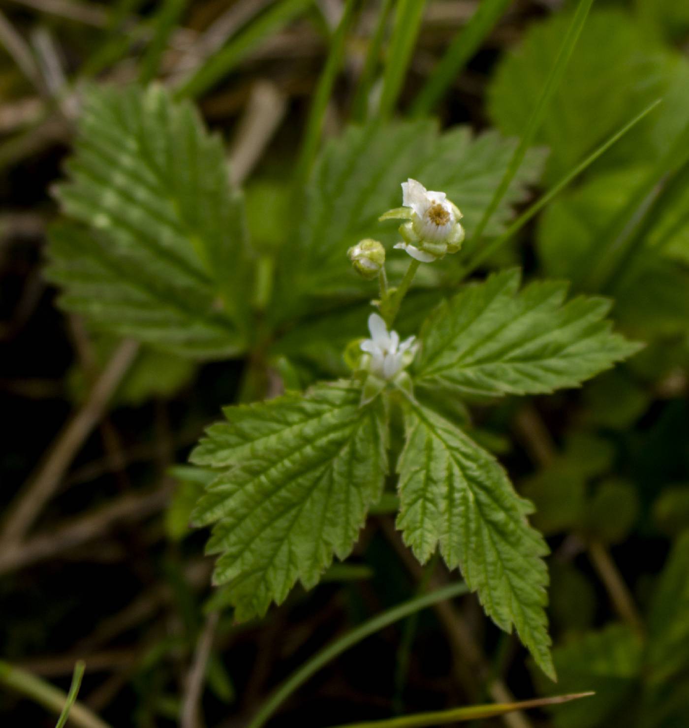 Rubus pubescens image
