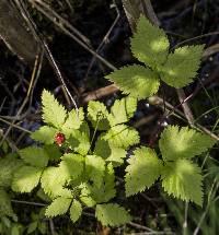 Rubus pubescens image