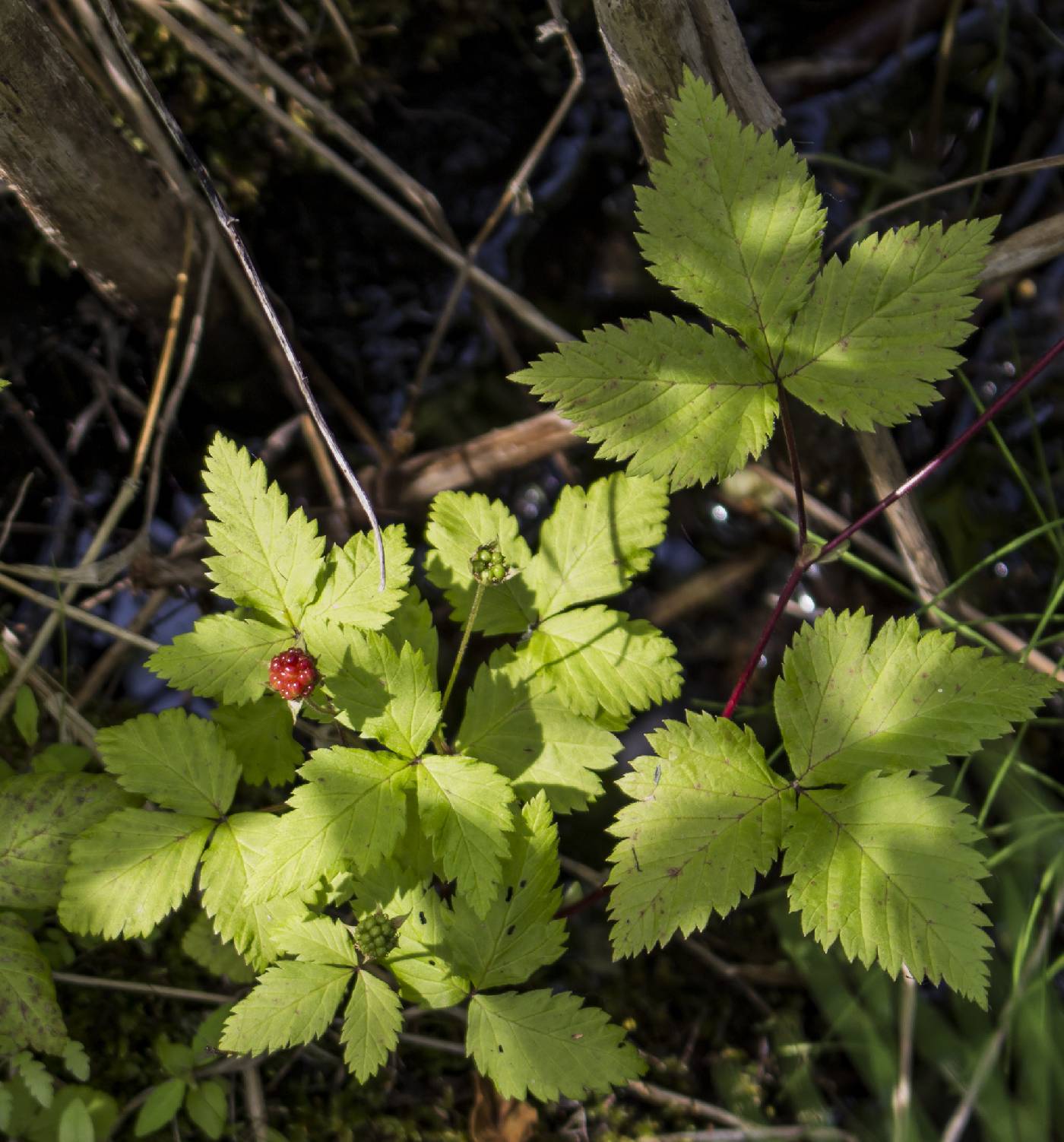 Rubus pubescens image