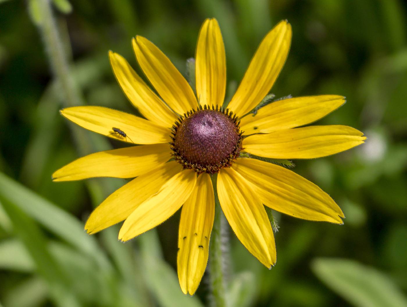 Rudbeckia hirta image