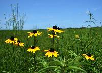 Image of Rudbeckia hirta