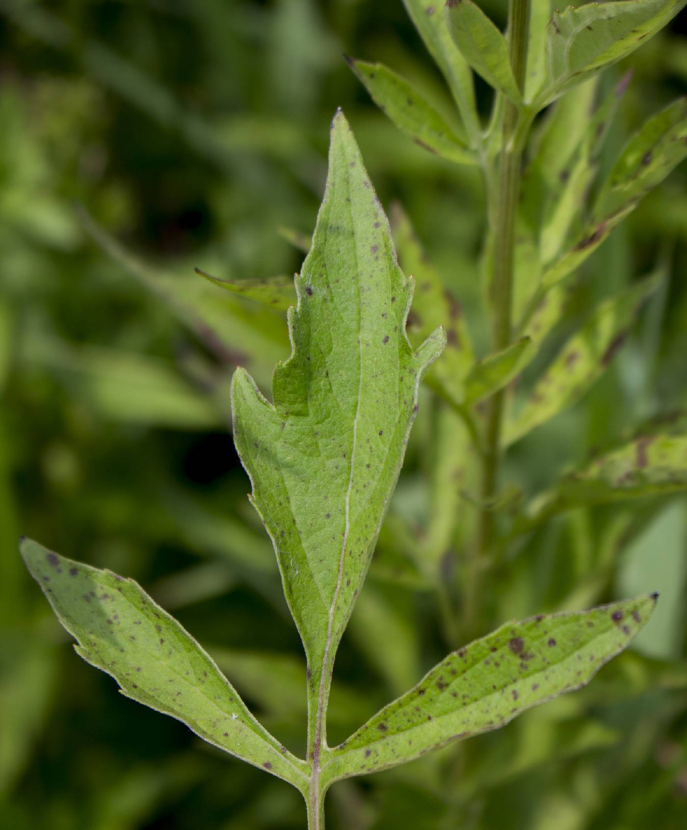 Rudbeckia subtomentosa image