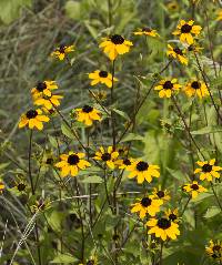 Image of Rudbeckia triloba