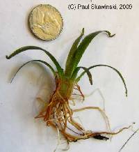Image of Sagittaria graminea