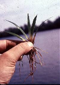 Sagittaria graminea image