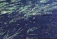Image of Sagittaria cuneata