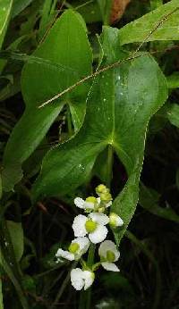 Sagittaria latifolia image