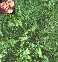 Image of Sagittaria montevidensis