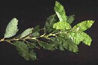 Salix bebbiana image