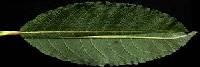 Salix bebbiana image