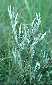 Image of Salix candida