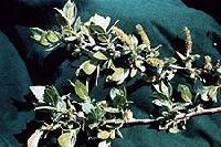Salix eriocephala image