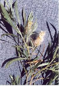 Salix interior image