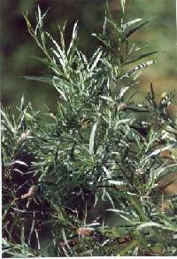 Salix interior image