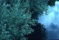 Image of Salix interior