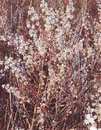 Salix humilis image