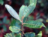 Image of Salix humilis var. humilis