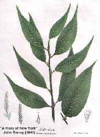 Image of Salix pentandra
