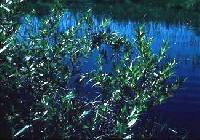 Image of Salix lucida