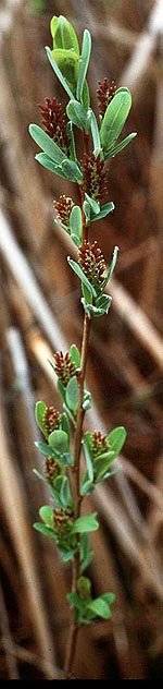 Salix pedicellaris image