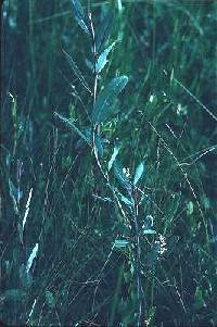 Image of Salix pedicellaris