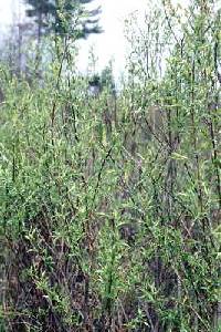 Salix petiolaris image