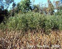 Salix petiolaris image