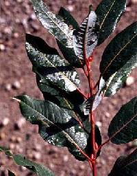 Salix pyrifolia image