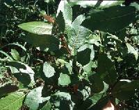 Image of Salix pyrifolia