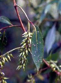Salix x rubens image