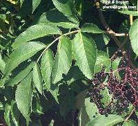 Image of Sambucus canadensis var. canadensis