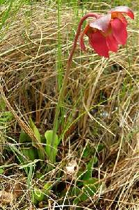 Sarracenia purpurea subsp. purpurea image
