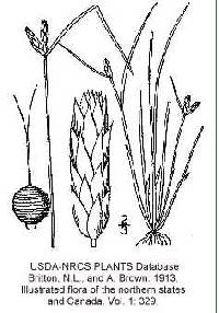 Image of Schoenoplectus hallii