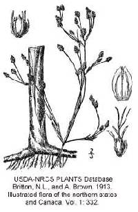 Image of Schoenoplectus heterochaetus