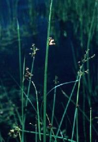 Schoenoplectus pungens image