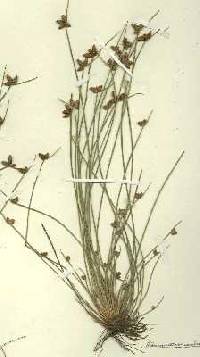 Image of Schoenoplectus purshianus