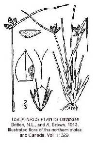 Schoenoplectus purshianus image