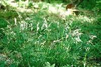 Schizachne purpurascens image