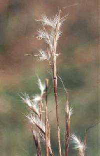 Schizachyrium scoparium image