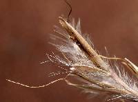 Schizachyrium scoparium image