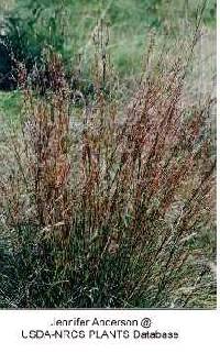Schizachyrium scoparium var. scoparium image