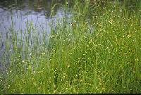 Schoenoplectus smithii image