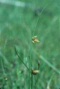 Image of Schoenoplectus smithii
