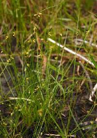 Schoenoplectus smithii image