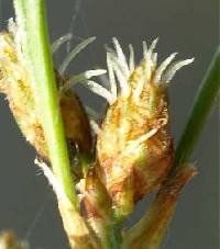 Schoenoplectus tabernaemontani image