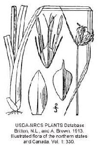 Image of Schoenoplectus torreyi
