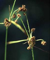 Image of Scirpus hattorianus