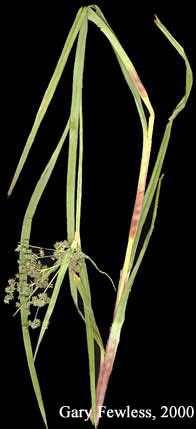 Scirpus microcarpus image