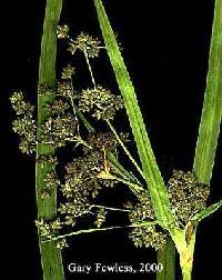 Image of Scirpus microcarpus