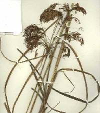 Image of Scirpus pedicellatus